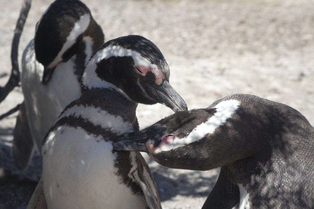 15-They fat eachother feathers.jpg - They fat eachother feathers